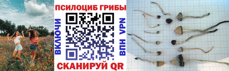 Купить  Дальнереченск  Псилоцибиновые грибы Magic Shrooms 